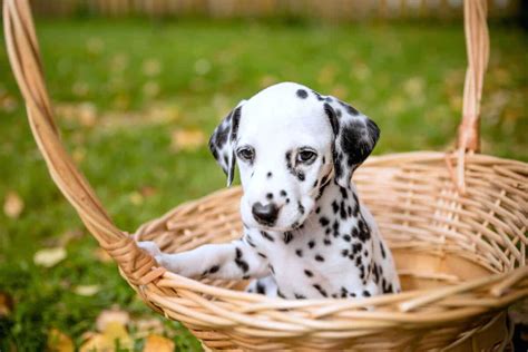 How Much Does A Dalmatian Cost 2024 Price Guide