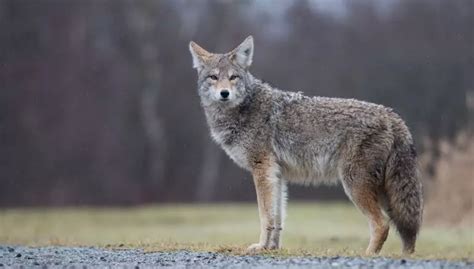 Watch For Coyotes In This Western New York Town