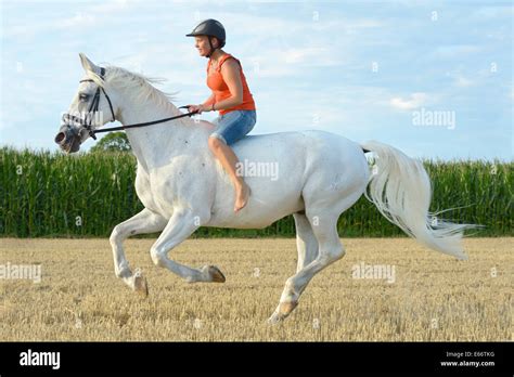 Junge Frau Reiten Ohne Sattel Auf Einem 23 Jahre Alten Bayerischen Pferd Im Galopp In Einem