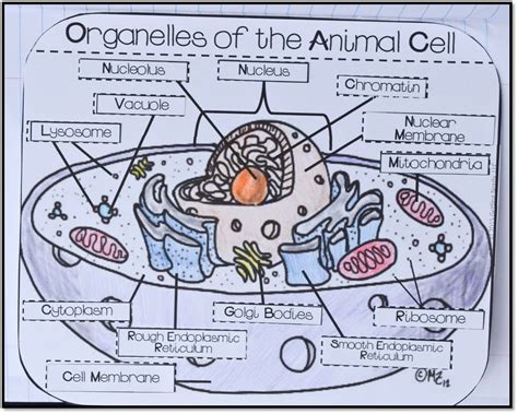 Interactive Cell Organelles Cell Organelles