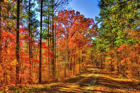 Oconee National Forest Road Fall Leaves Georgia Foresty Art Photograph