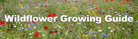 Wildflower Planting Guide