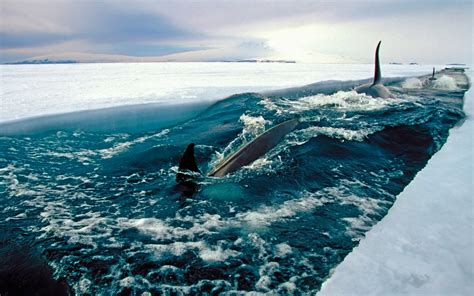 Wallpaper Landscape Sea Nature Fish Ice Antarctica Arctic Orca