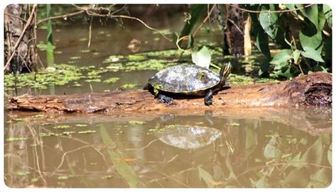 Louisiana Turtle And Swampland Globetrottergirls Flickr