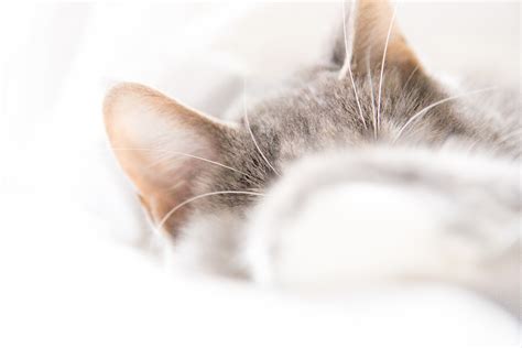 5 Natural Home Remedies To Treat Cat Ear Mites Excited Cats