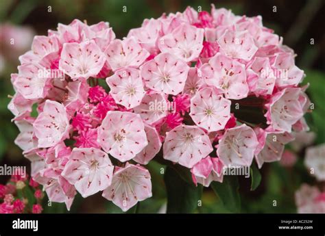 Sheep Laurel Hi Res Stock Photography And Images Alamy