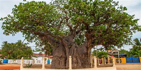 Historical Ancient Trees In Sri Lanka Magnificent Sri Lanka