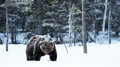 Hibernation Whats Going On For Grizzly Bears In Winter Grizzly
