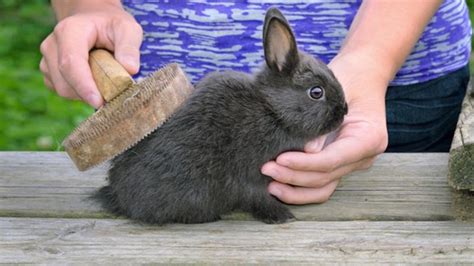 How To Groom A Rabbit Bath Brush And Nail Clipping Medivet