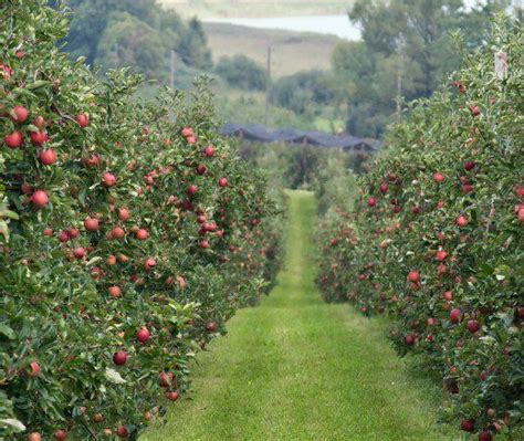Good Apple Orchards Near Me Farm House