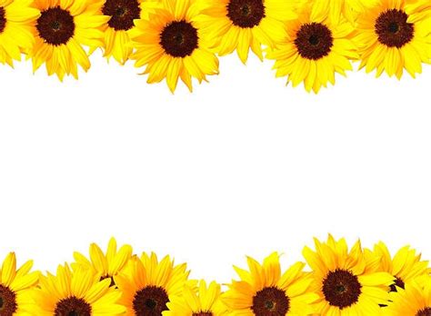 Tons of awesome conor mcgregor wallpapers to download for free. Royalty Free Sunflower Border Pictures, Images and Stock ...