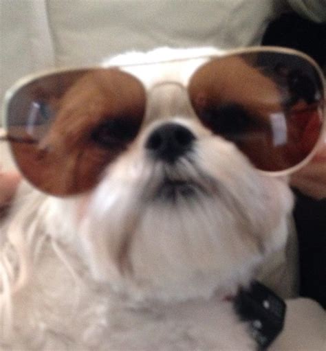 Cute Dog Wearing Sunglasses Eyewear Cute Dogs Dogs Cool Eyes