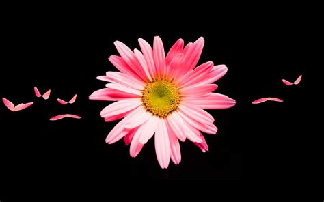 Pink Daisy Hd Wallpapers Hd Wallpapers Id 22558