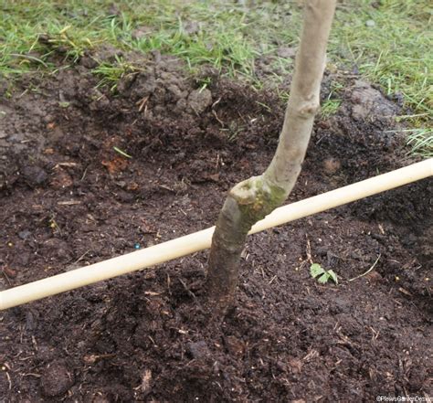 Bare Root Fruit Trees Garden Designer Gardening Lessons
