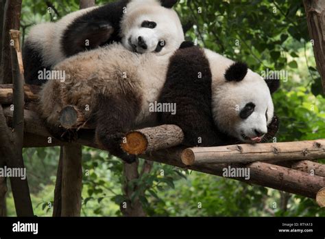 Panda Sits In The Forest And Eats Bamboo Stock Photo Alamy