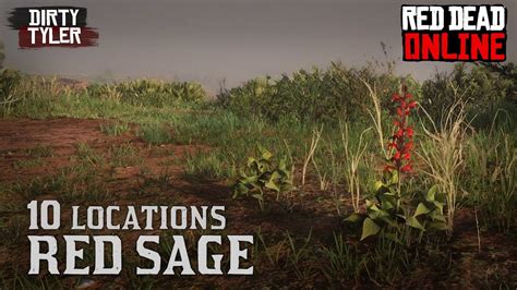 Red Sage Locations Rdr2 Red Dead Redemption Online Beta Dail Challenges
