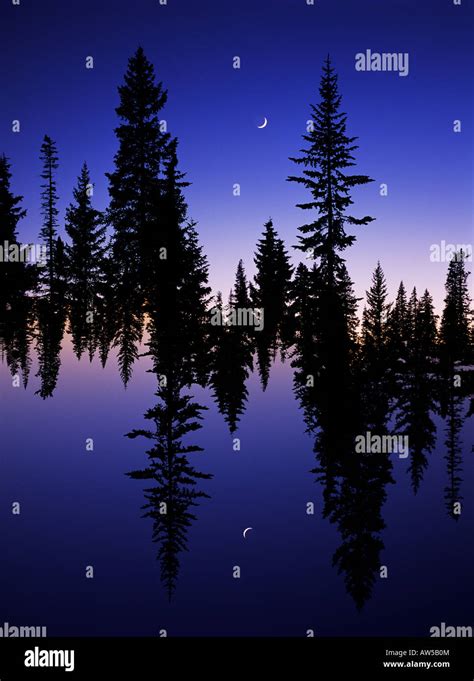 Double Exposure Of Silhouette Pine Trees At Dusk Stock Photo Alamy