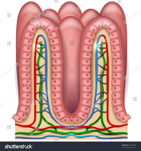 Intestinal Villi Anatomy Epithelial Cells Microvilli Ilustrações Stock 387748708 Shutterstock