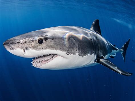 4 Great White Sharks Spotted In New York And New Jersey Waters After