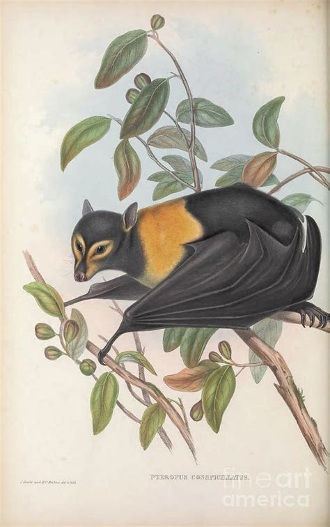 The Spectacled Flying Fox Pteropus Conspicillatus C2 Drawing By