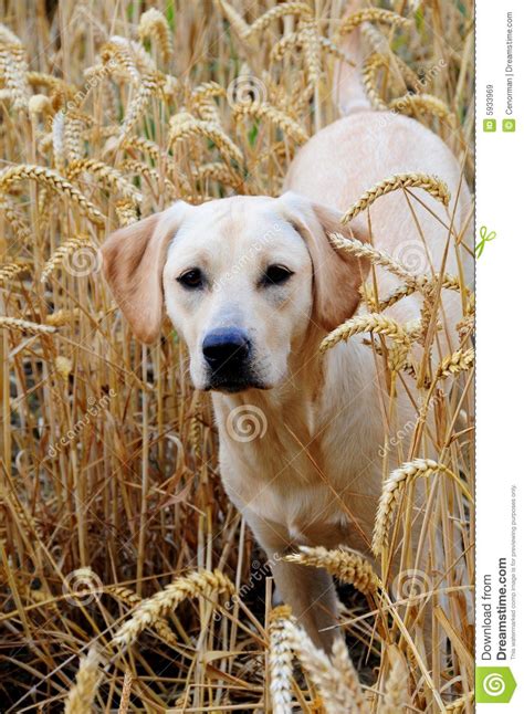 The puppy shot schedule will be designed after several veterinary checkups during your puppy's first year. Labrador Puppy,9 Months Royalty Free Stock Images - Image ...