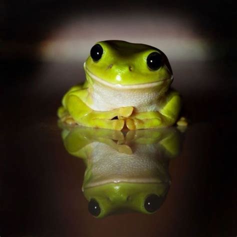 Froggy Cute Frogs Cute Animals Animals
