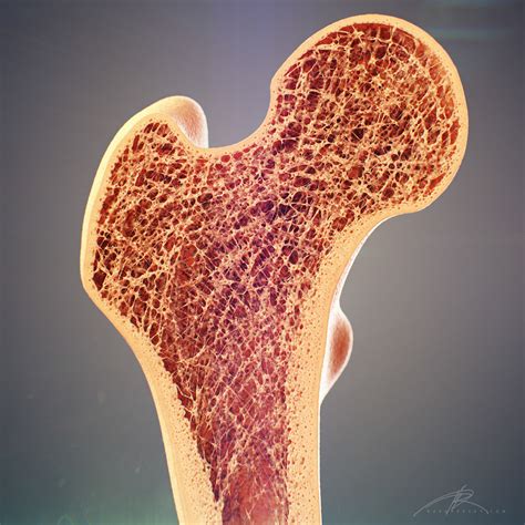 Of the four basic tissue types (epithelium, connective tissue, muscle and nervous tissue), connective tissue is the most diverse. "Bone Cross Section" for Radius Digital Science on Behance