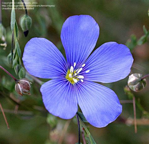 The internet is filled with numerous resources on flower gardening and enthusiast authors are able to share details about flowers, gardening ideas, how to grow them, and how to take care of them. PlantFiles Pictures: Lewis' Blue Flax, Lewis' Prairie Flax ...