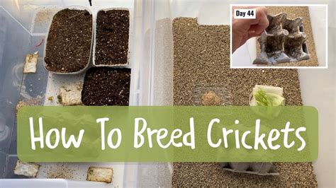 How To Breed Crickets For Lizards Terrarium Tales