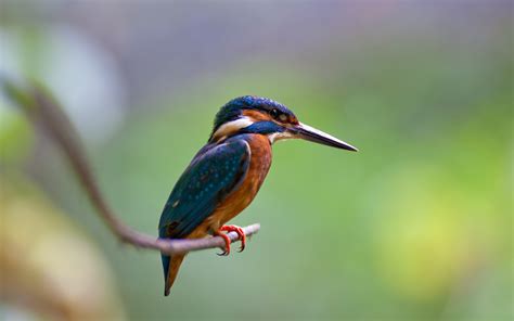 Kingfisher Full Hd Wallpaper And Background 1920x1200 Id233599