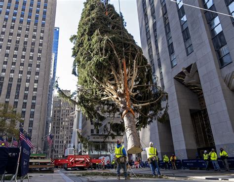 Rockefeller Center Christmas Tree Goes Up Lighting Dec 2