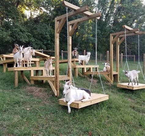 Goat Squad Goat Playground Goat Farming Goat Pen