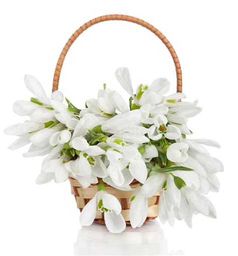 Bouquet Of Snowdrop Flowers In Basket Isolated On White Backgro Stock