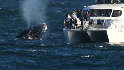 Whale Watching Tours In Hermanus The Whale Capital Of South Africa