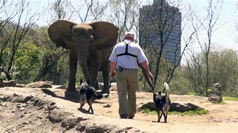 Dogs Herd Elephants At Pittsburgh Zoo Cbs News