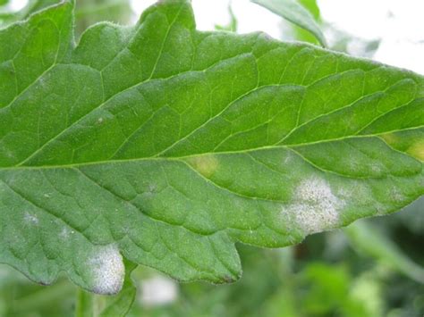 Top 3 Reasons For White Spots On Tomato Leaves How To Fix Tomatotrove