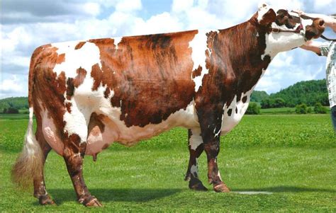Holstein Friesian Cattle