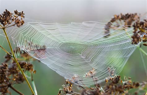 Spider Silk Inspires A New Material With Extraordinary Mechanical