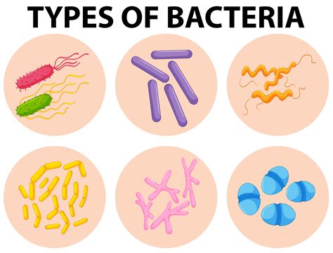 Different Types Of Bacteria Vector Art At Vecteezy