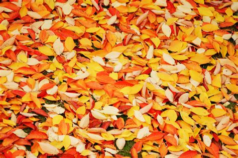 Autumn Leaves Background Free Stock Photo Public Domain Pictures