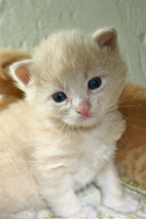 My First Little Kitten To Foster Foster Cat Kittens Pets