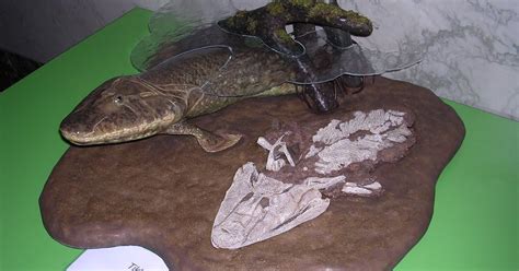 Kumtuks Tahlkie Fossil Vertebrate Of The Month Tiktaalik