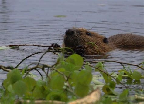 Beavers As Ecosystem Engineers In Habitat Restoration Milton Keynes