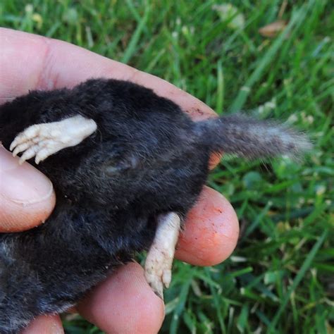 Hairy Tailed Mole A Field Guide For Tsa Campus Woods · Inaturalist