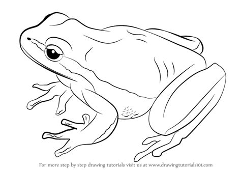 Frogs Drawing At Getdrawings Free Download