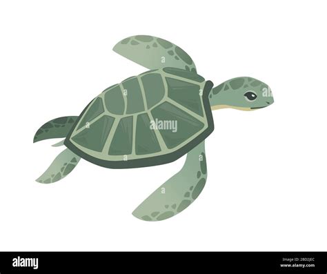 Simple Turtle Cartoon