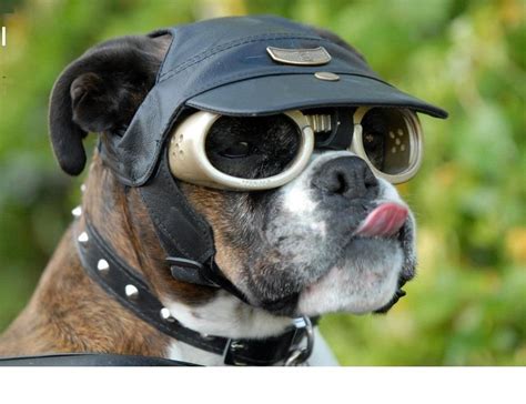 Hhmmmmm Dog Goggles Boxer Dogs Dog Sunglasses