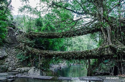 Double Decker Living Root Bridge Sohra 2020 All You Need To Know