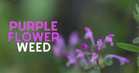5 Types Of Purple Flower Weeds With Pictures To Identify