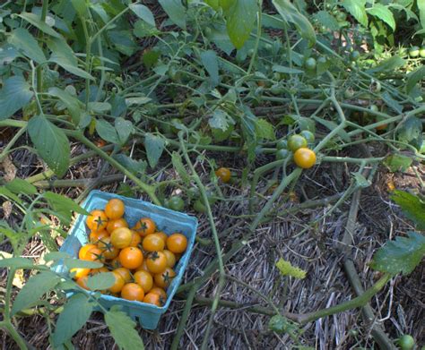 In another large skillet or wok, heat the remaining oil and fry the tomatoes until lightly browned on both sides. Huge Green Worms Like Cherry Tomatoes - Use That Herb